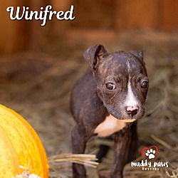 Thumbnail photo of Hocus Pocus Litter: Winifred #1