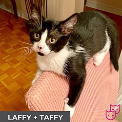 Thumbnail photo of Laffy (bonded with Taffy) #2