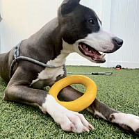 adopt a pet