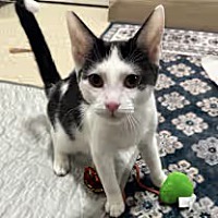 adopt a pet