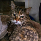 Adopt A Pet :: Cammie - Versailles, KY