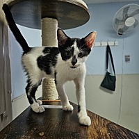 adopt a pet