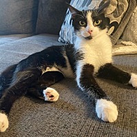 adopt a pet