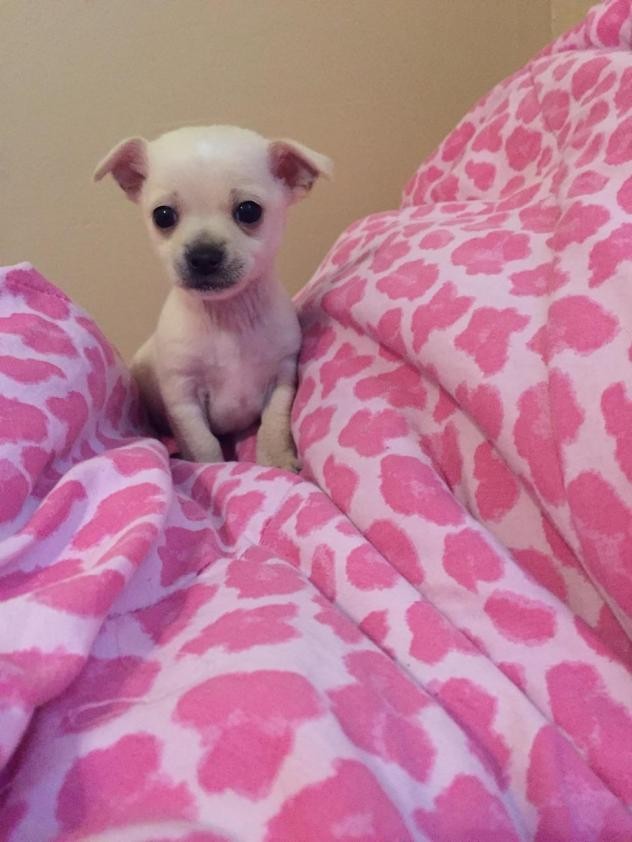 Bakersfield Ca Jack Russell Terrier Meet Moonshine A Pet