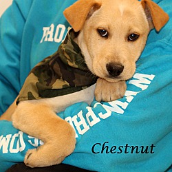 Thumbnail photo of Chestnut~adopted! #2
