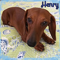 Thumbnail photo of Henry #3