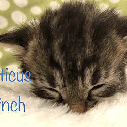Thumbnail photo of Atticus Finch #3