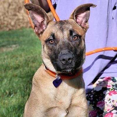 Ellington, CT - Belgian Malinois/Black Mouth Cur. Meet CT Latte avail ...