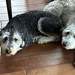 Photo of Daisy and Georgie