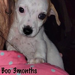 Thumbnail photo of BOO - 3 MONTH FEMALE TERRIER #2