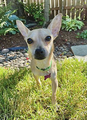 Portland, OR - Chihuahua. Meet Spartacus a Pet for Adoption - AdoptaPet.com