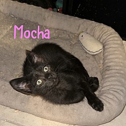 Thumbnail photo of Mocha #1