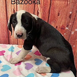 Photo of Bazooka 🐾