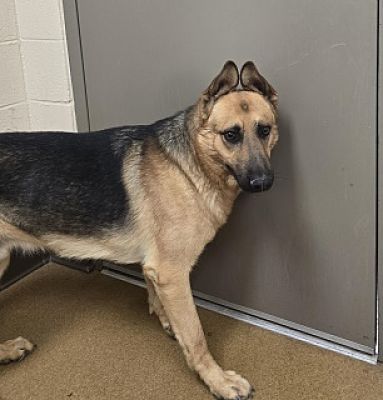 Apple Valley, CA - Shepherd (Unknown Type). Meet Jim Barksons a Pet for ...