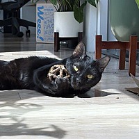 adopt-pet