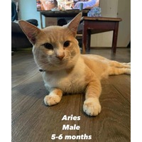 adopt-pet