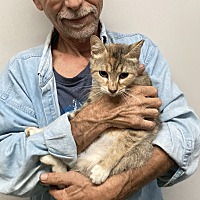 adopt a pet