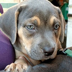 Thumbnail photo of Ribeye-Adopted! #1