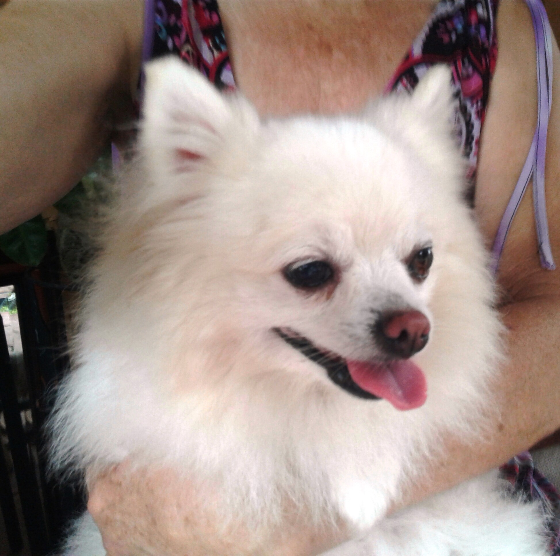 Adopt SUGAR a White Pomeranian / Pomeranian / Mixed dog in