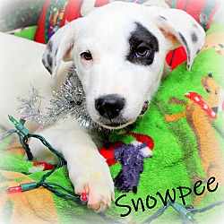 Thumbnail photo of Snowpee~adopted! #1