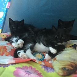 Photo of Dawn's kittens