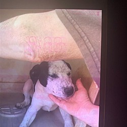 Photo of Sweetpea