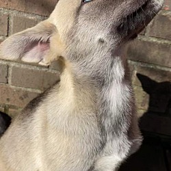 Thumbnail photo of Husky Mix Pups #4