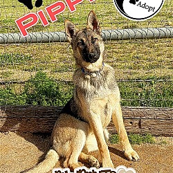 Thumbnail photo of PIPPI #2