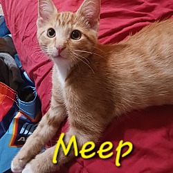 Photo of Meep