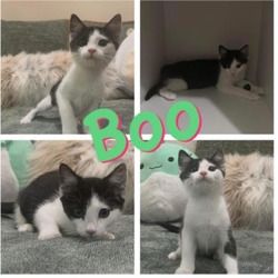 Photo of Boo