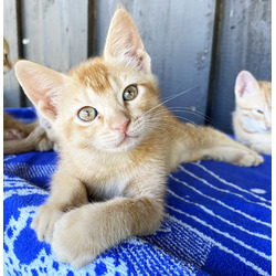 Thumbnail photo of 7 Kittens Need Homes- Orange, Calico Mixed #3