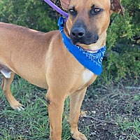 adopt-pet
