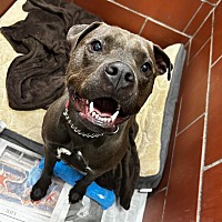 adopt a pet