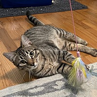 adopt a pet