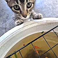 adopt a pet