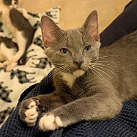 adopt a pet