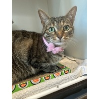 adopt-pet