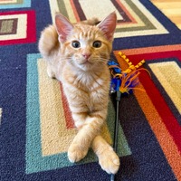 adopt a pet