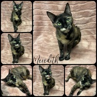 adopt-pet