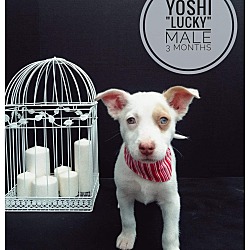 Photo of Yoshi