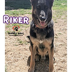 Photo of Riker (Courtesy Post)