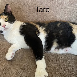 Photo of Taro