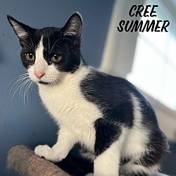 Thumbnail photo of Cree Summer #3
