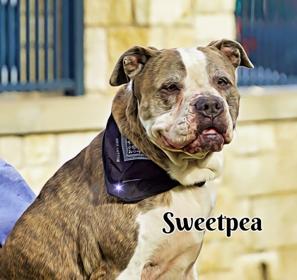 Thumbnail photo of SweetPea #1