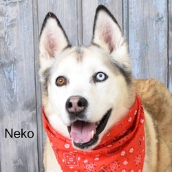 Thumbnail photo of Neko #2
