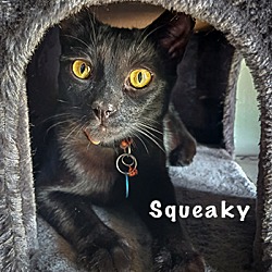 Thumbnail photo of Squeaky #2
