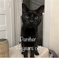 Photo of Panther & (Priscilla)