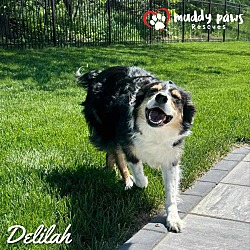 Thumbnail photo of Delilah (Courtesy Post) #3