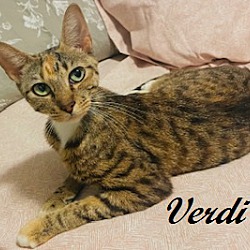 Thumbnail photo of Verdi #3