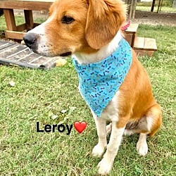 Thumbnail photo of Leroy #1